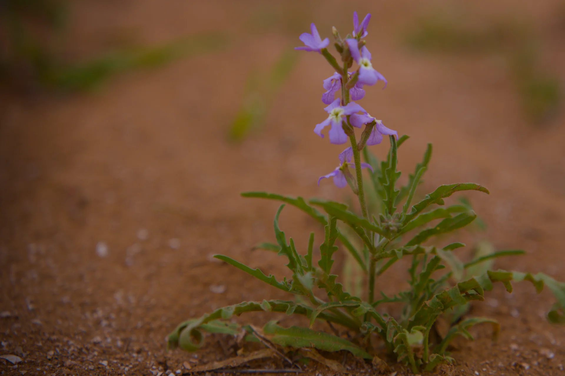 Marokko erste Wüstenblume
