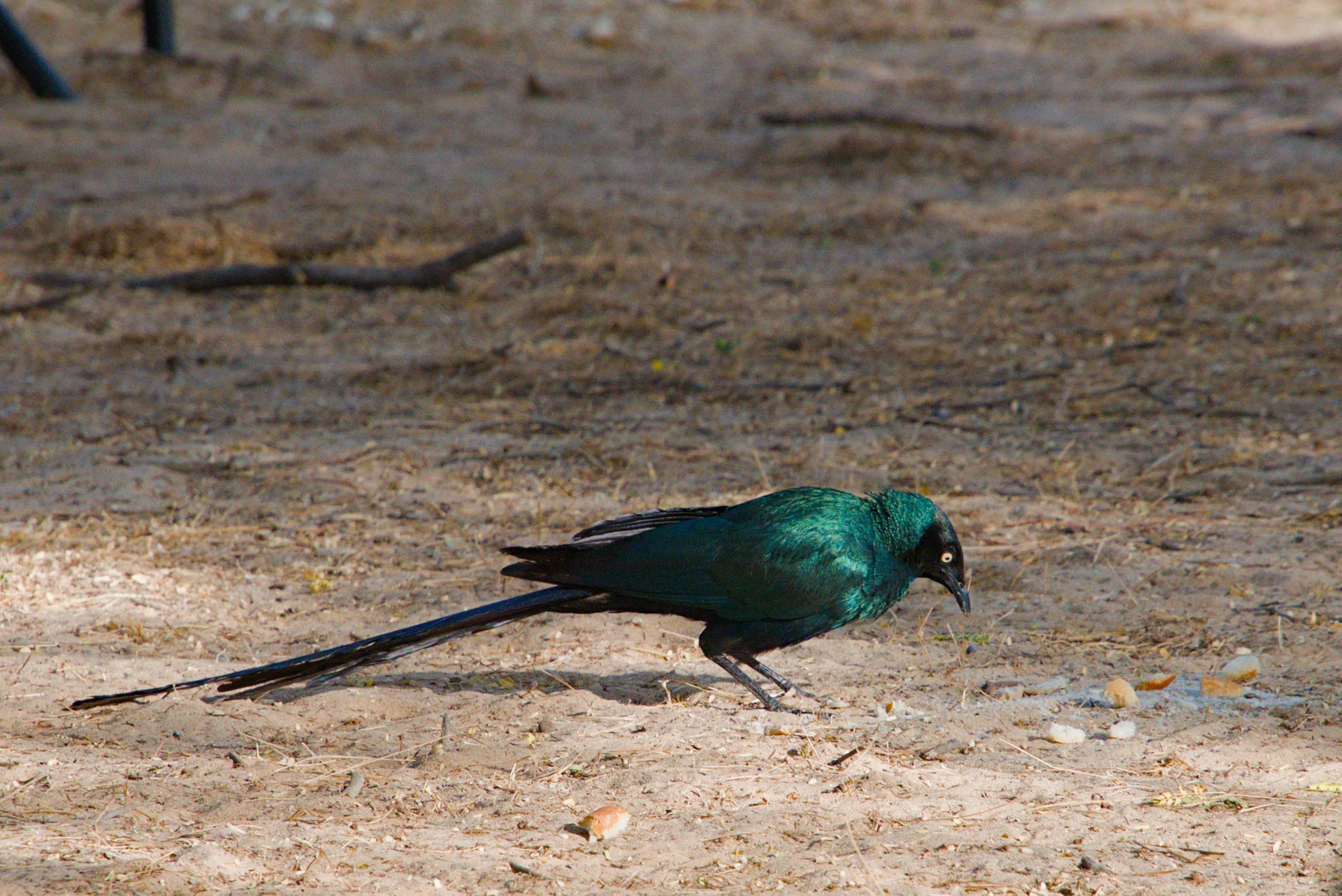 Senegal dsc 3199