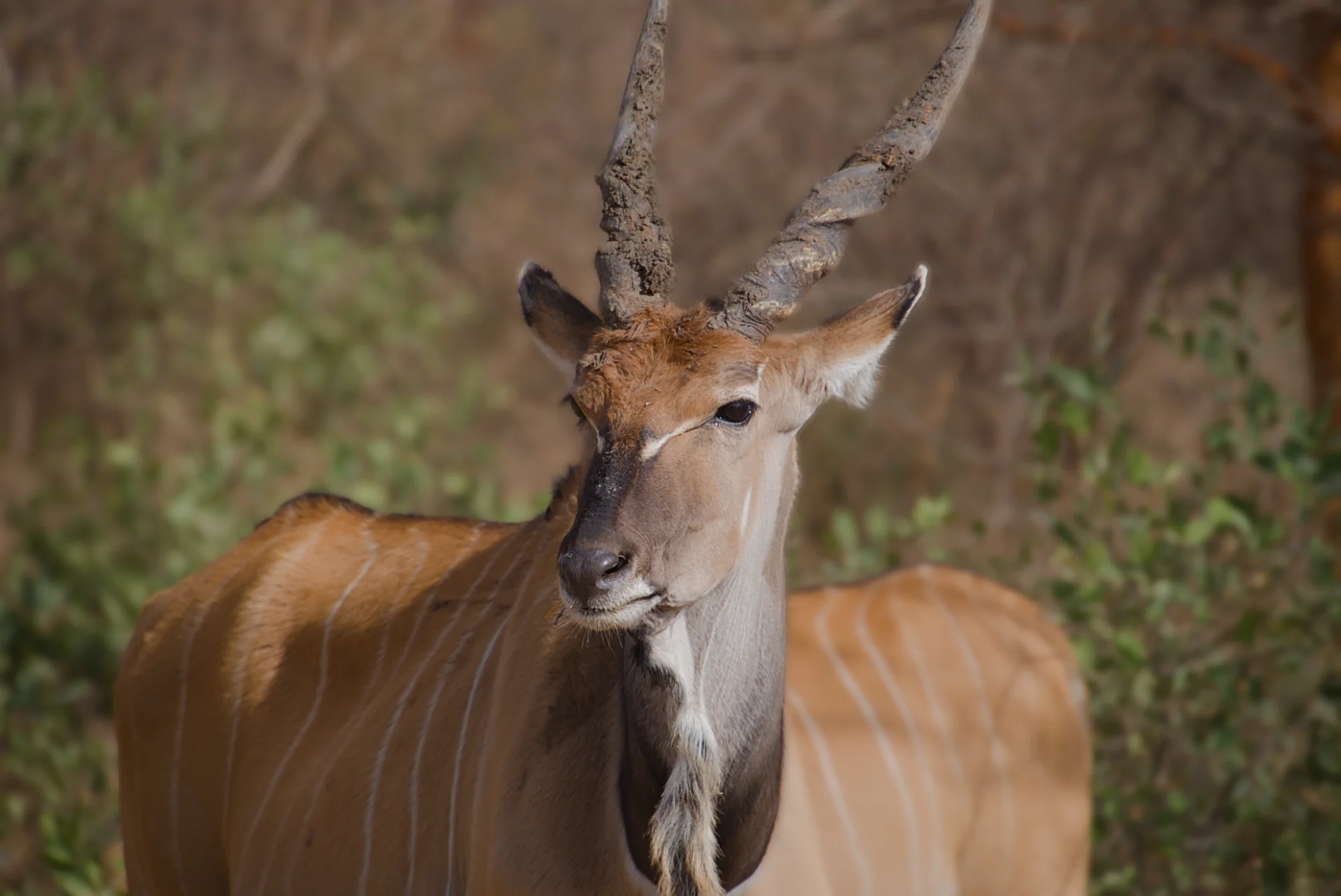 Senegal dsc 3321