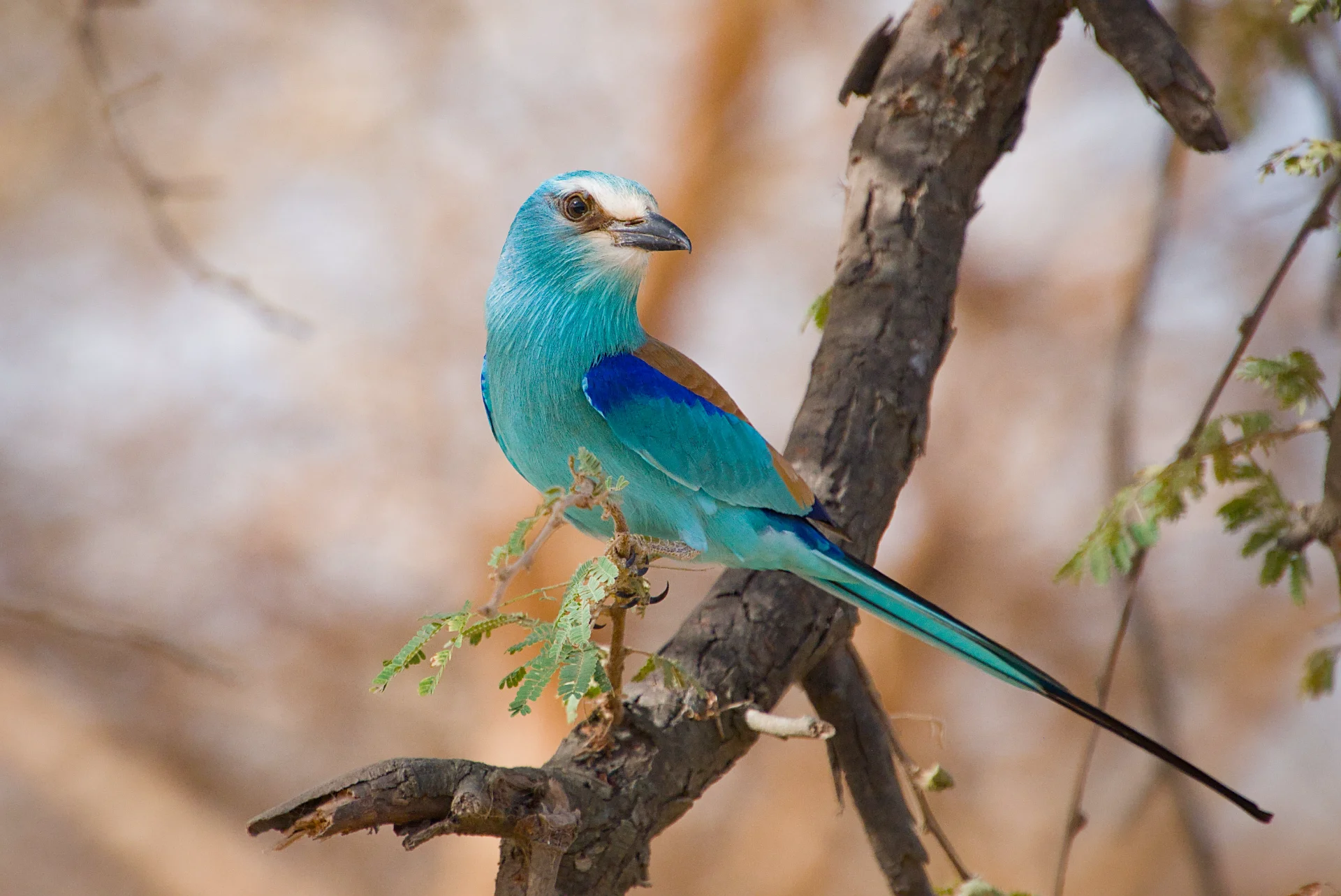 Senegal dsc 3351