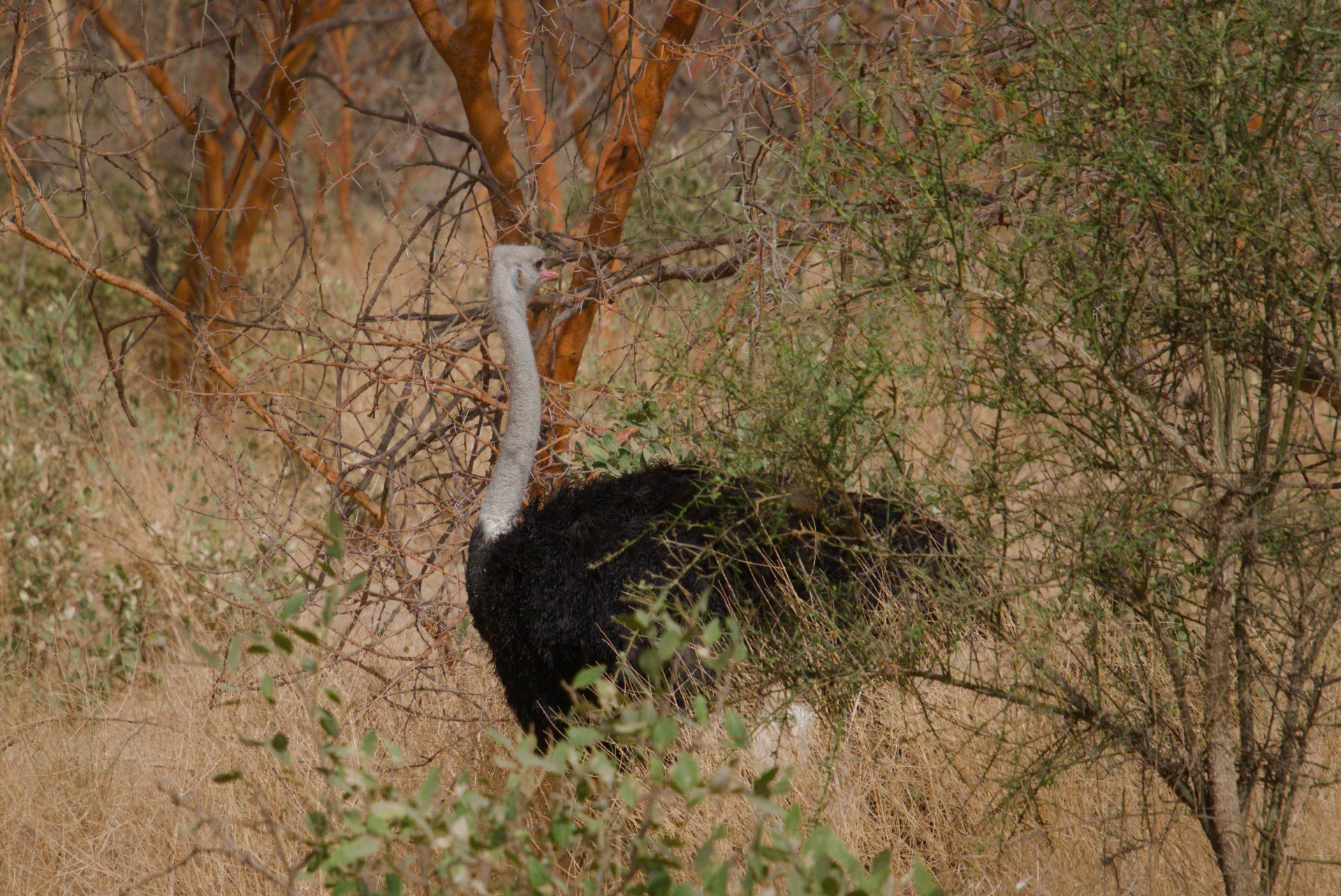Senegal dsc 3374