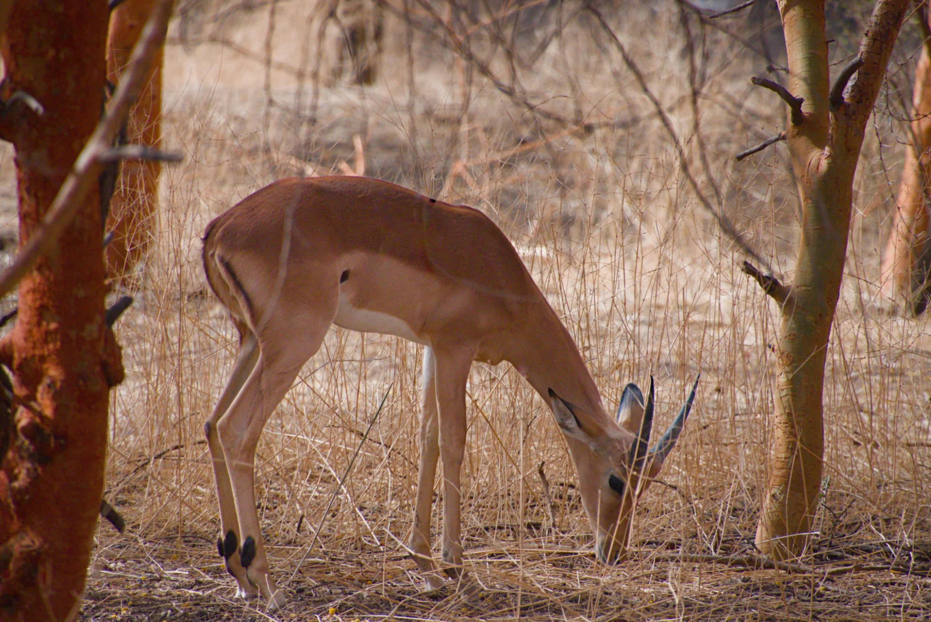 Senegal dsc 3395