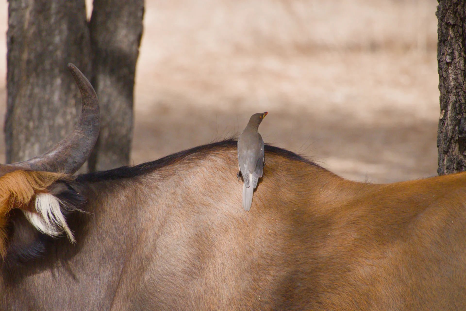 Senegal dsc 3418