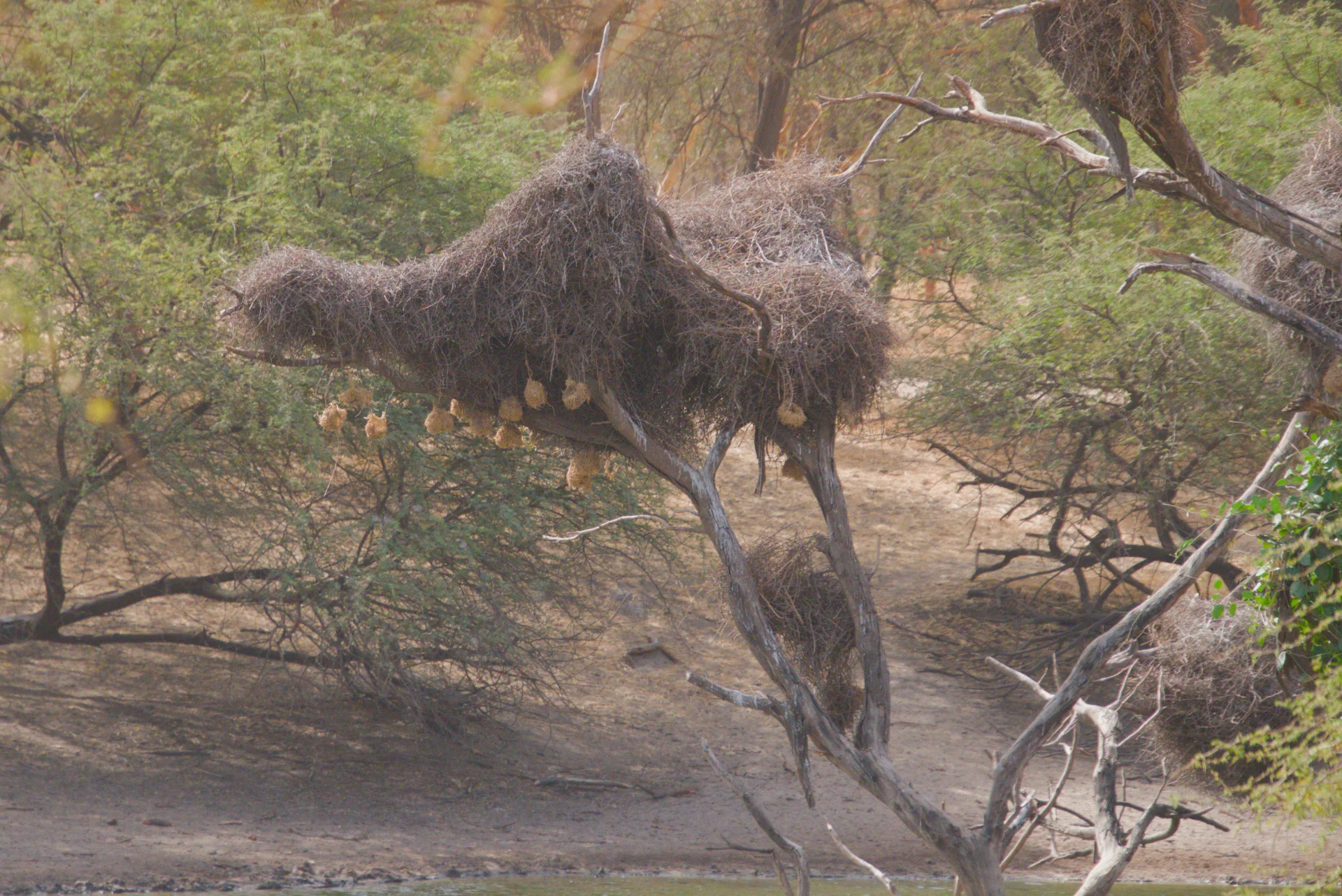 Senegal dsc 3420