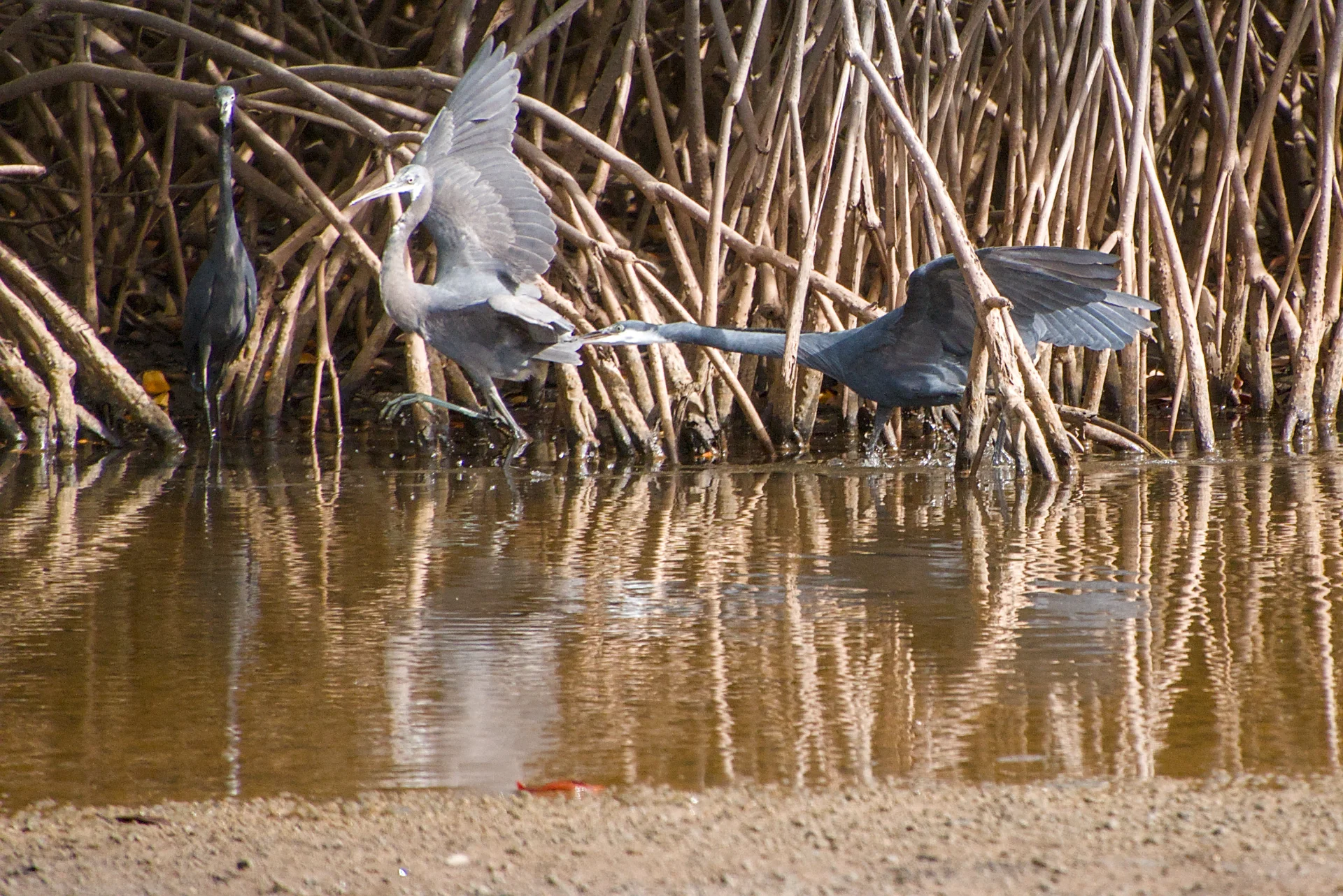 Senegal dsc 3480
