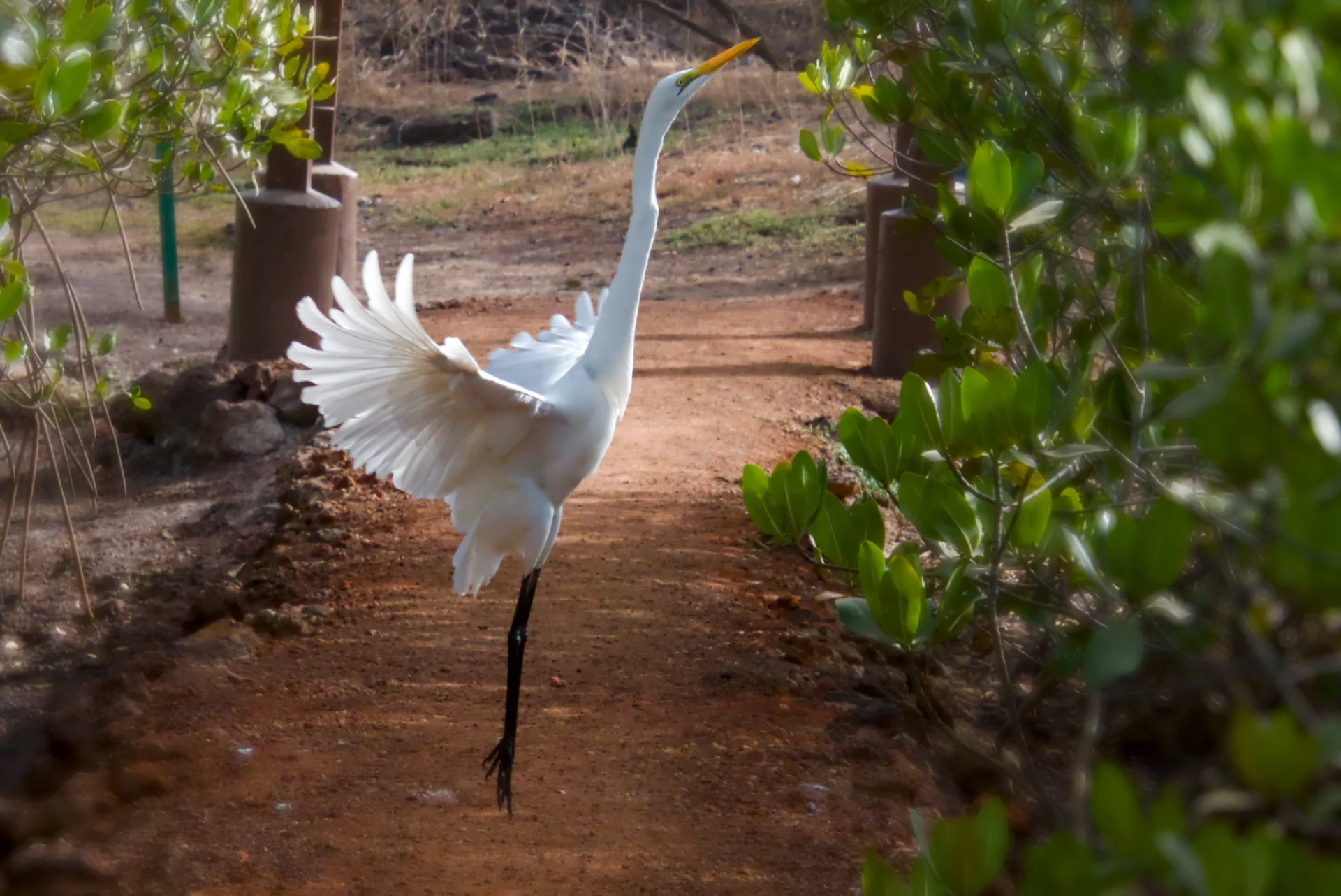 Senegal dsc 3491