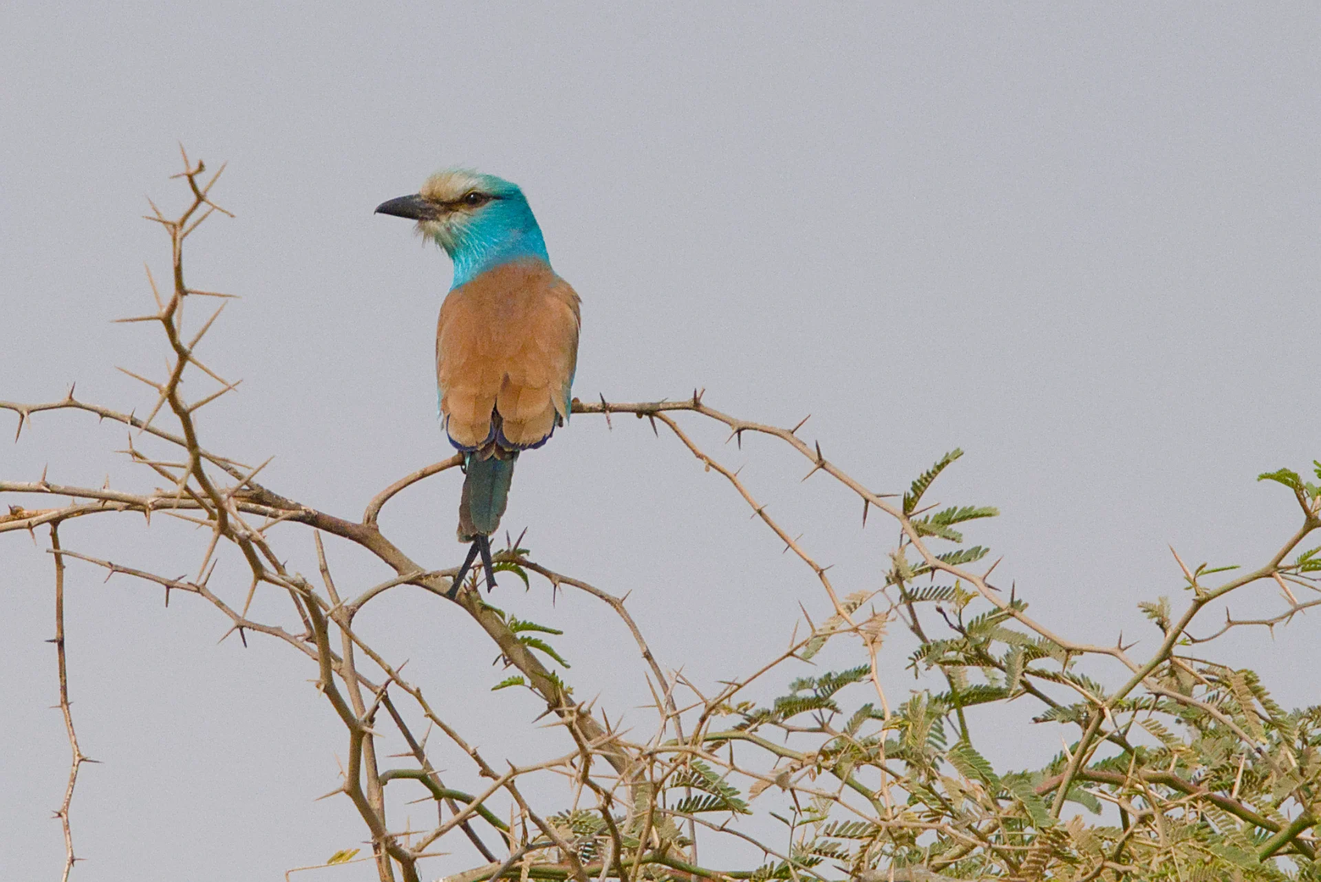 Senegal dsc 3518