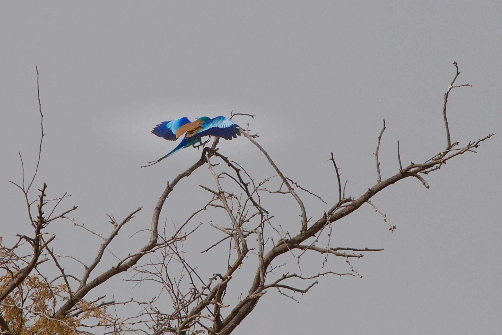 Senegal dsc 3522