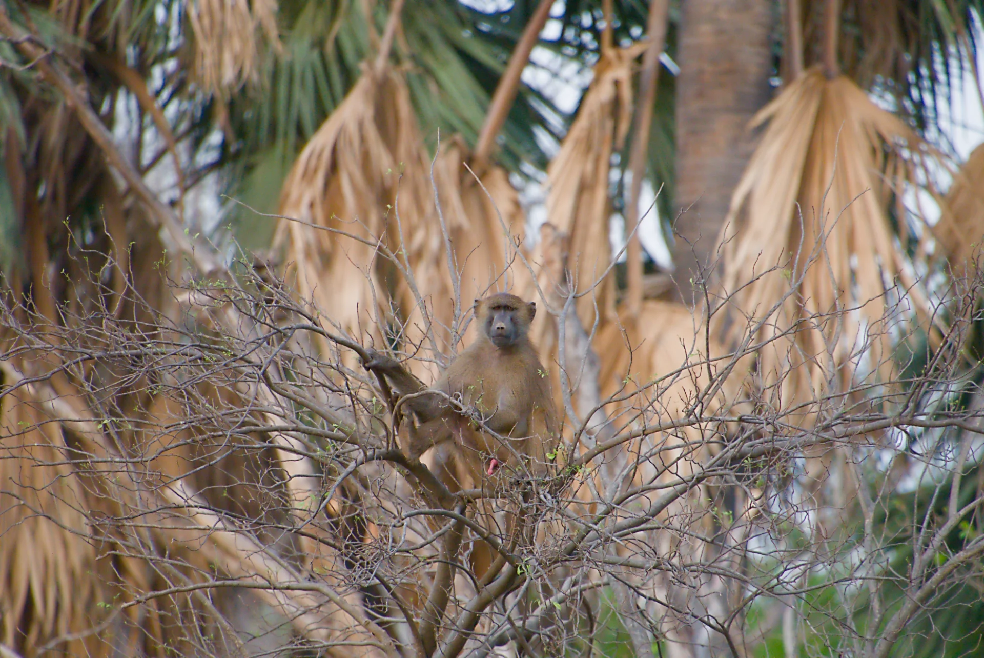 Senegal dsc 3644