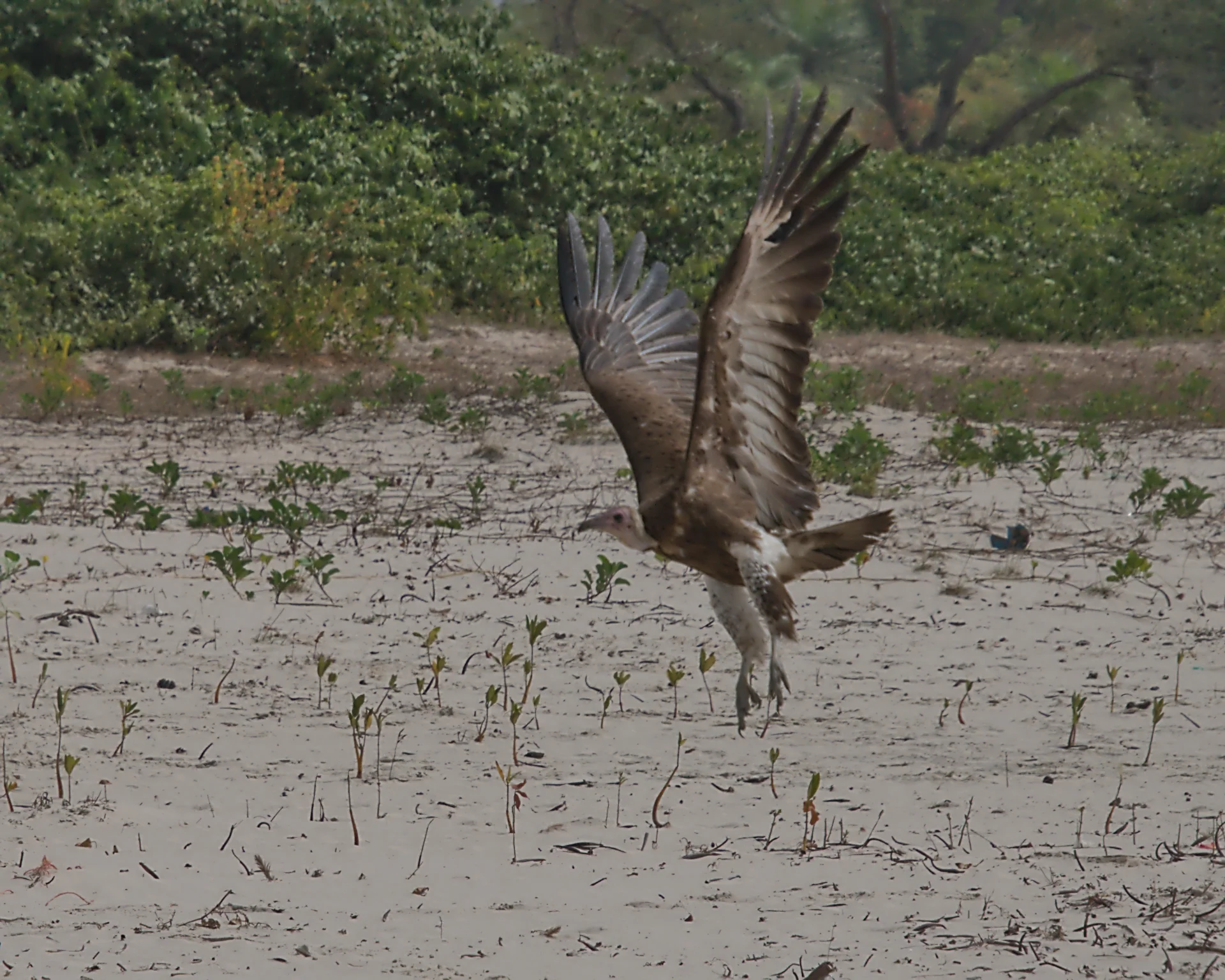 Senegal dsc 3748