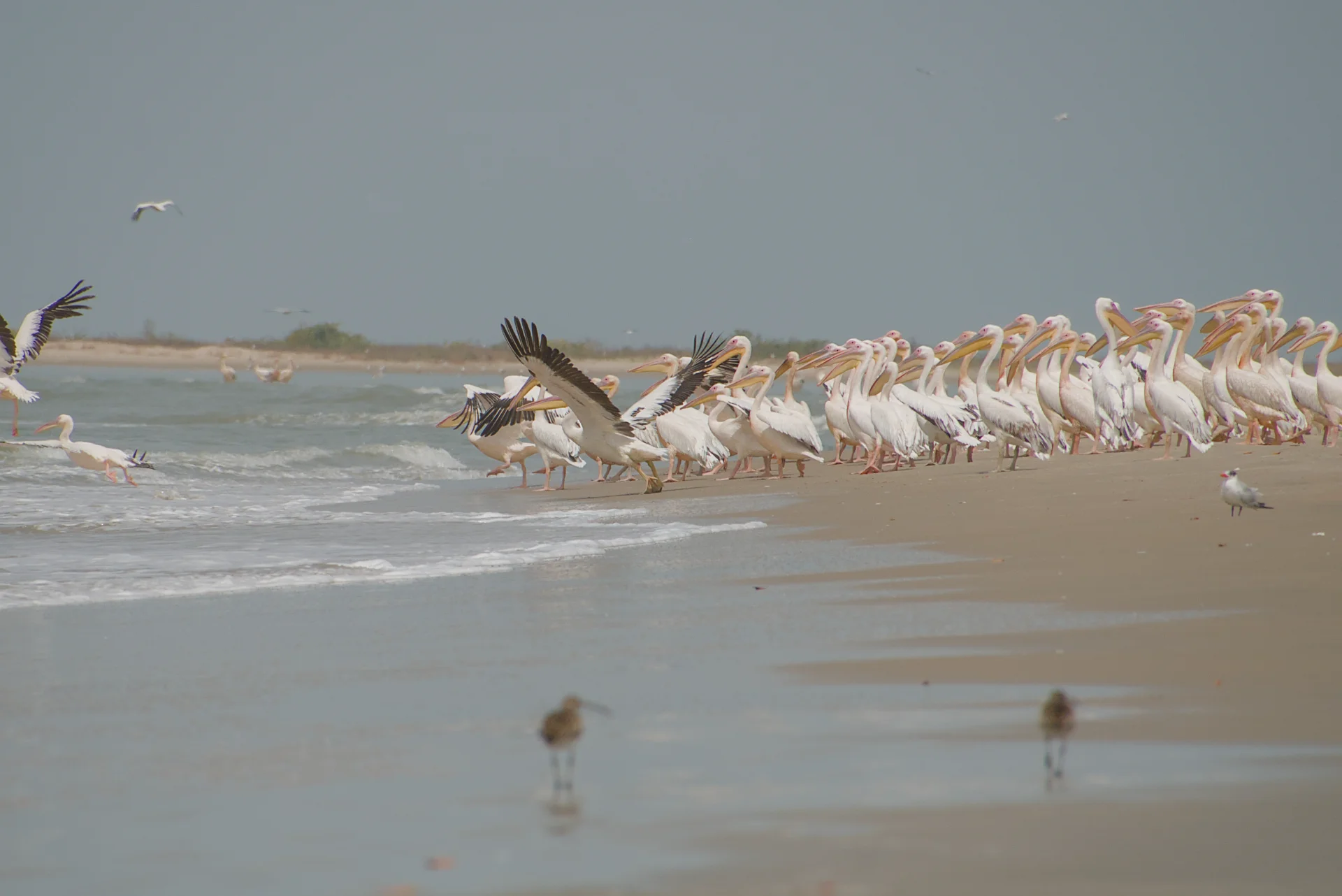 Senegal dsc 3780