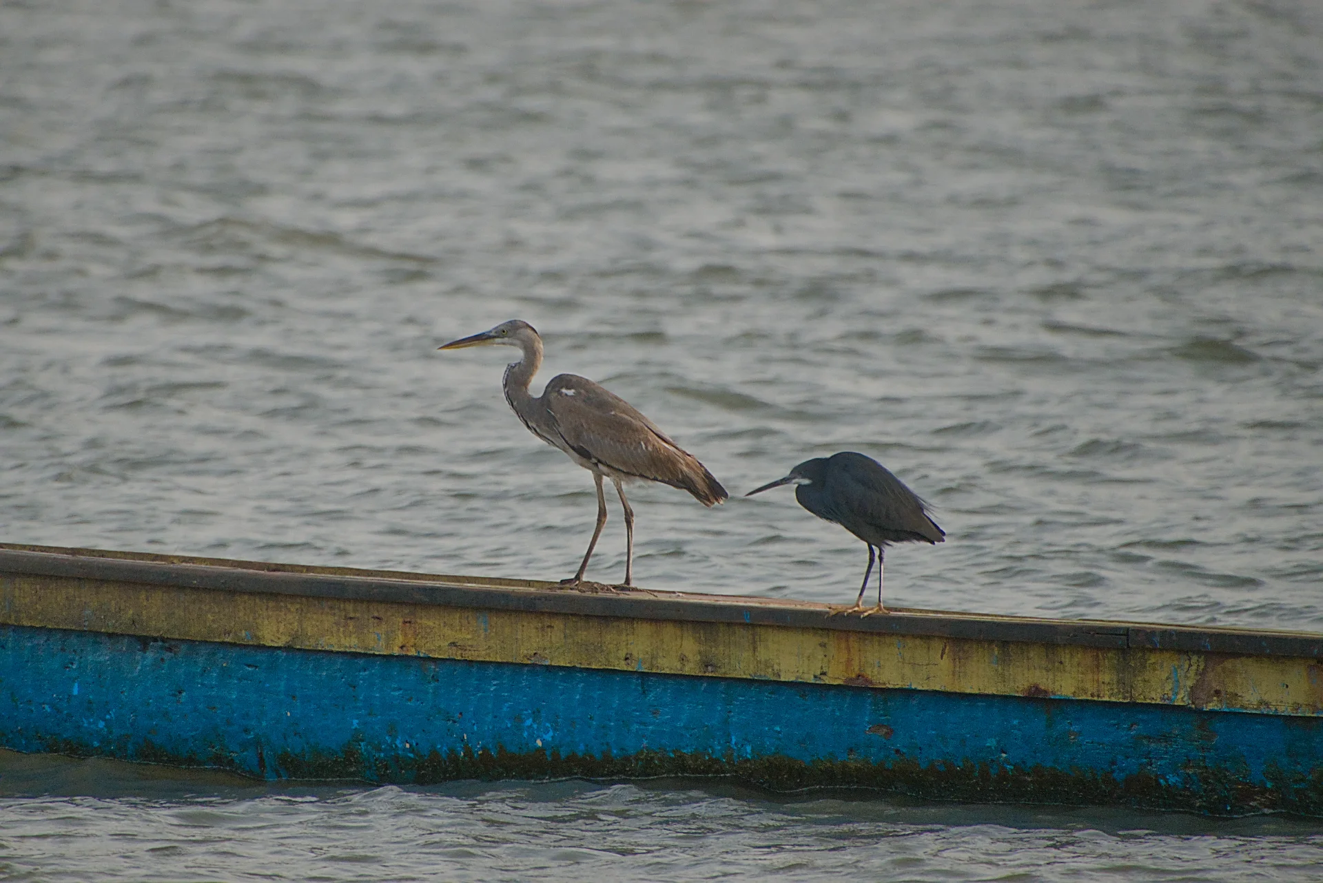 Senegal dsc 3829