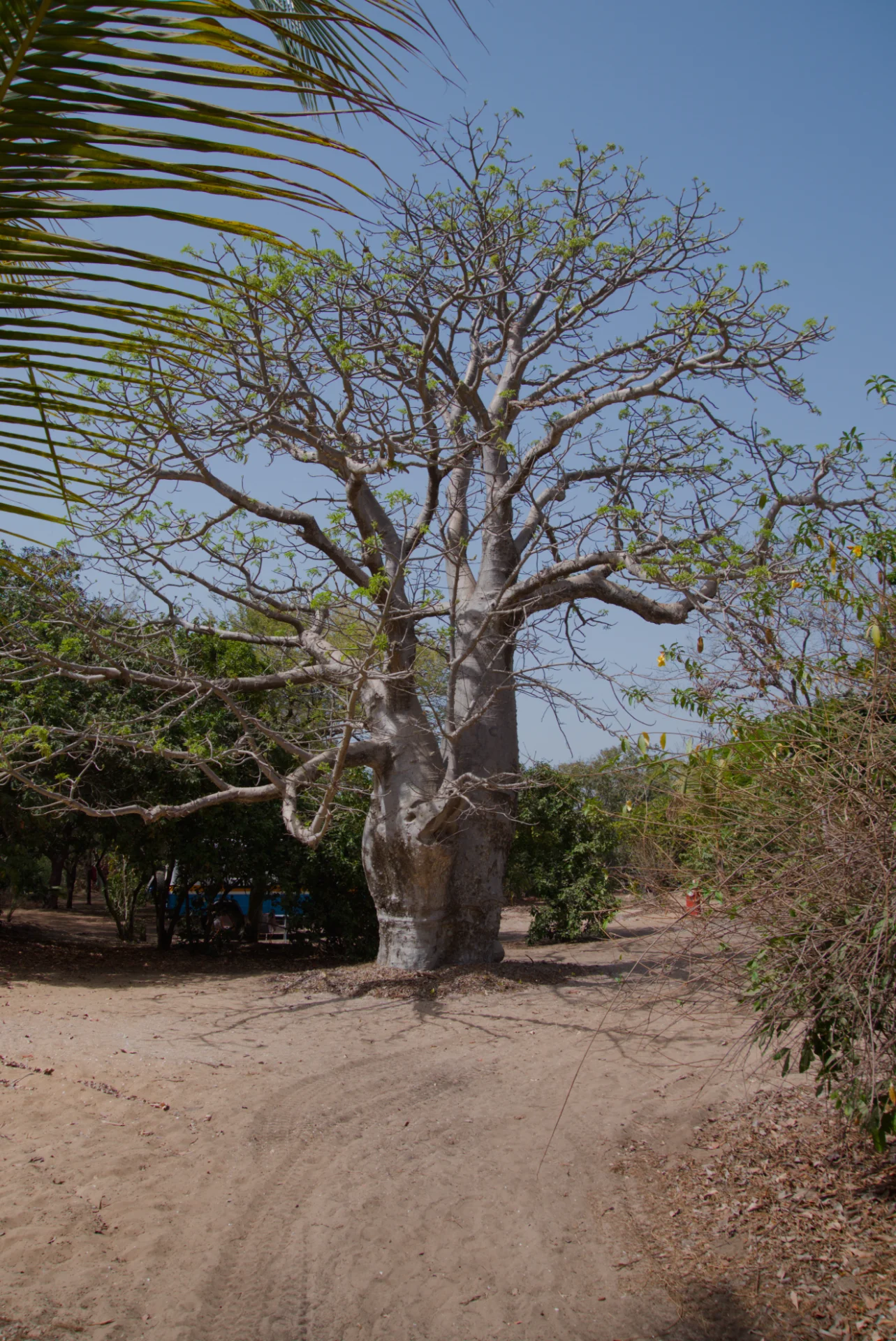 Senegal dsc 3958