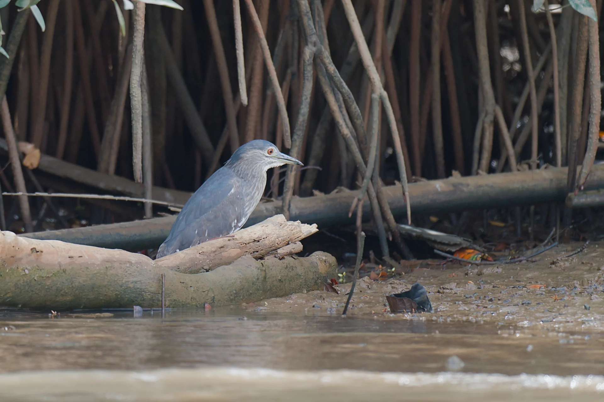 Senegal dsc 4076