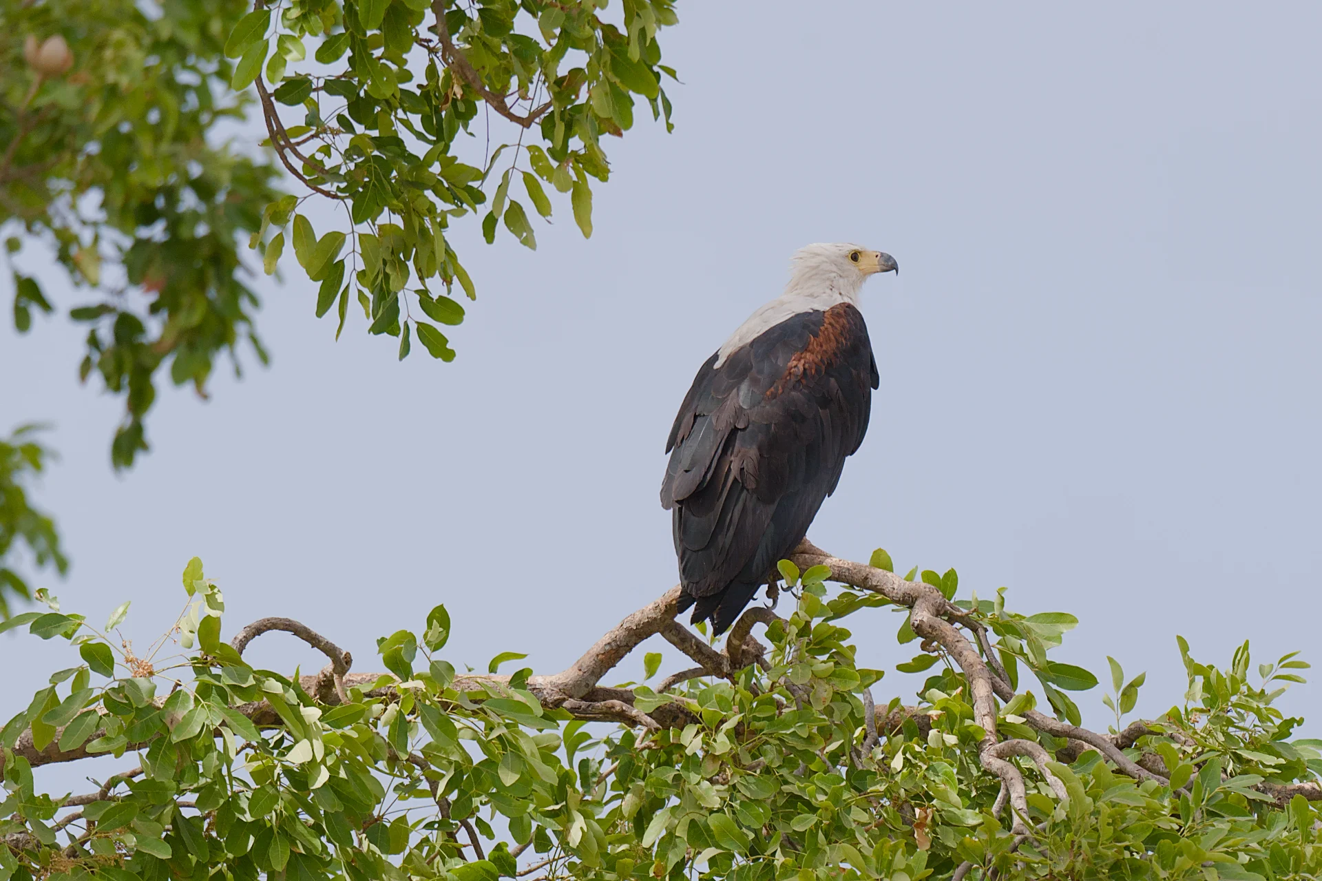 Senegal dsc 4106