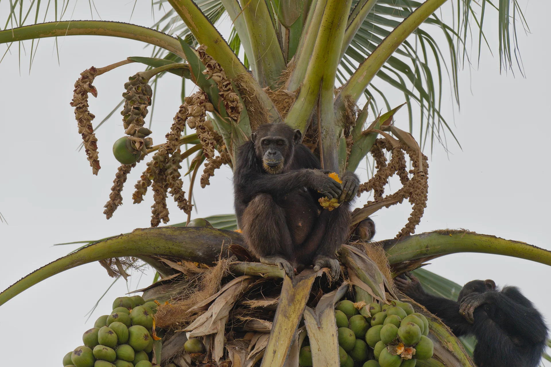 Senegal dsc 4101