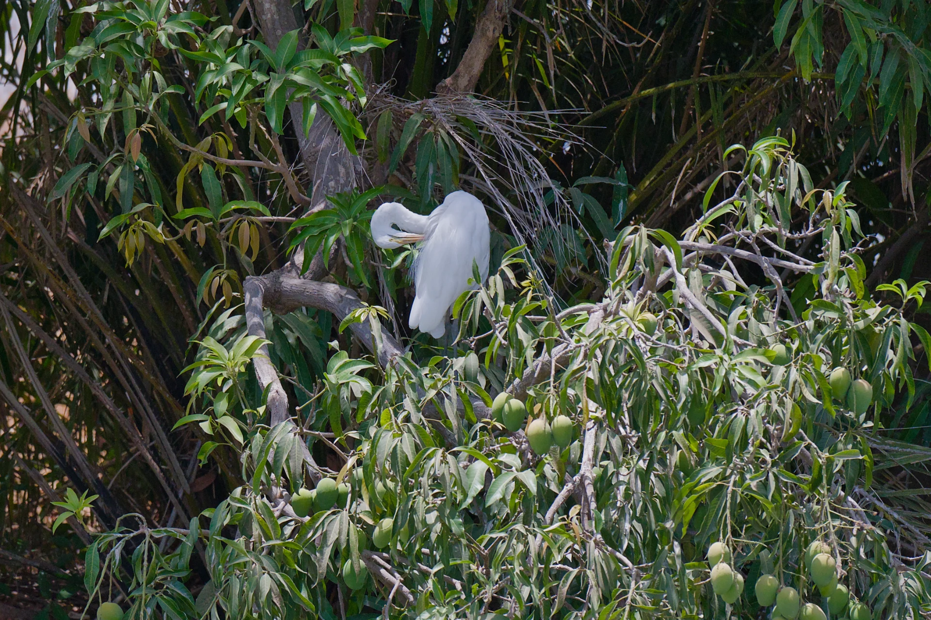 Senegal dsc 4225