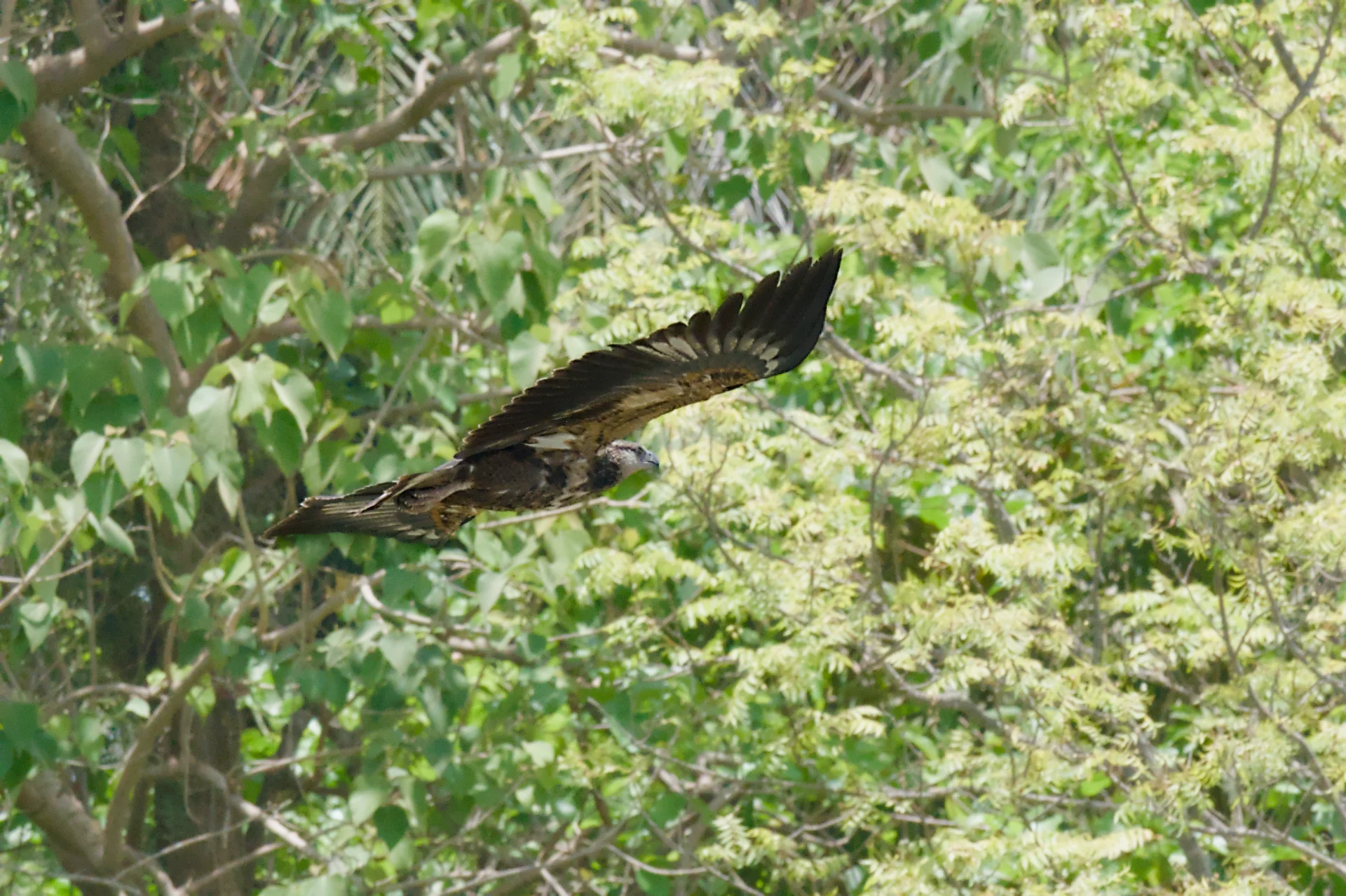 Senegal dsc 4227